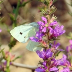 Pieris rapae at Paddys River, ACT - 4 Mar 2019 10:36 AM