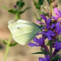 Pieris rapae at Paddys River, ACT - 4 Mar 2019 10:36 AM