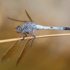 Orthetrum caledonicum (Blue Skimmer) at ANBG - 1 Mar 2019 by TimL