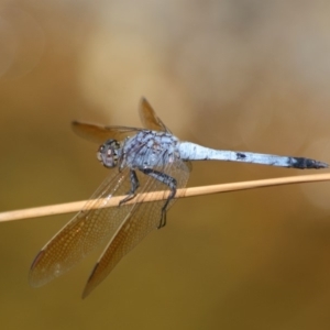 Orthetrum caledonicum at Acton, ACT - 1 Mar 2019