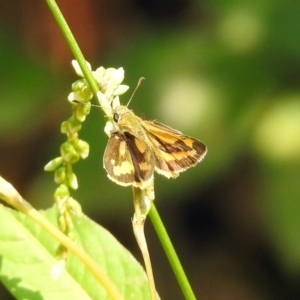 Ocybadistes walkeri at Paddys River, ACT - 4 Mar 2019