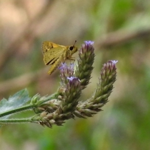 Ocybadistes walkeri at Paddys River, ACT - 4 Mar 2019