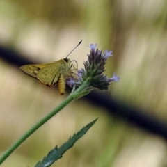 Ocybadistes walkeri at Paddys River, ACT - 4 Mar 2019 01:44 PM