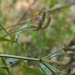 Ocybadistes walkeri at Paddys River, ACT - 4 Mar 2019