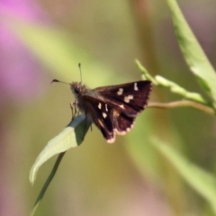 Dispar compacta (Barred Skipper) at Paddys River, ACT - 3 Mar 2019 by RodDeb