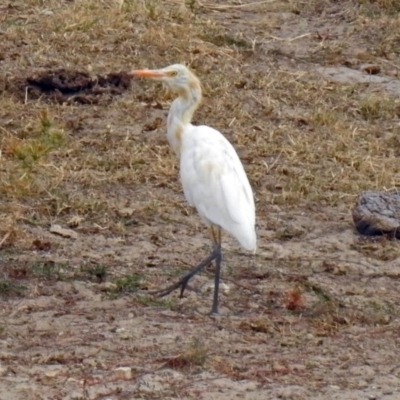 Bubulcus coromandus (Eastern Cattle Egret) at Lanyon - northern section - 4 Mar 2019 by RodDeb
