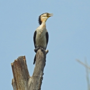 Microcarbo melanoleucos at Uriarra Village, ACT - 4 Mar 2019 02:01 PM