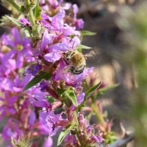 Amegilla (Zonamegilla) asserta at Paddys River, ACT - 4 Mar 2019