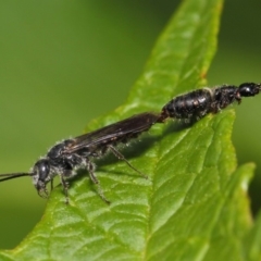 Tiphiidae (family) (Unidentified Smooth flower wasp) at Acton, ACT - 1 Mar 2019 by TimL