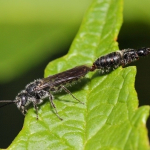 Tiphiidae (family) at Acton, ACT - 1 Mar 2019