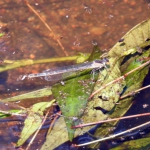 Ischnura heterosticta at Paddys River, ACT - 4 Mar 2019