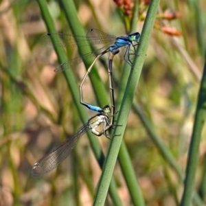 Ischnura heterosticta at Paddys River, ACT - 4 Mar 2019 10:04 AM