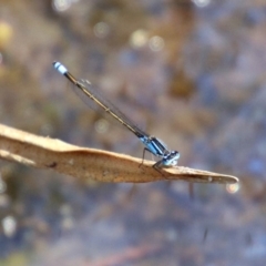 Ischnura heterosticta at Paddys River, ACT - 4 Mar 2019 10:04 AM