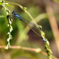 Ischnura heterosticta at Paddys River, ACT - 4 Mar 2019 10:04 AM