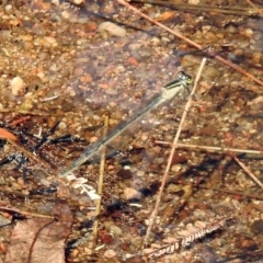 Ischnura heterosticta at Paddys River, ACT - 4 Mar 2019 10:04 AM