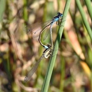 Ischnura heterosticta at Paddys River, ACT - 4 Mar 2019 10:04 AM