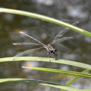 Austroargiolestes icteromelas at Uriarra Village, ACT - 4 Mar 2019