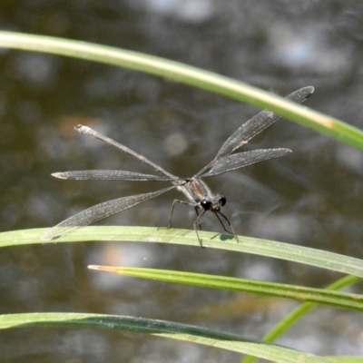 Austroargiolestes icteromelas (Common Flatwing) at Uriarra Village, ACT - 4 Mar 2019 by RodDeb