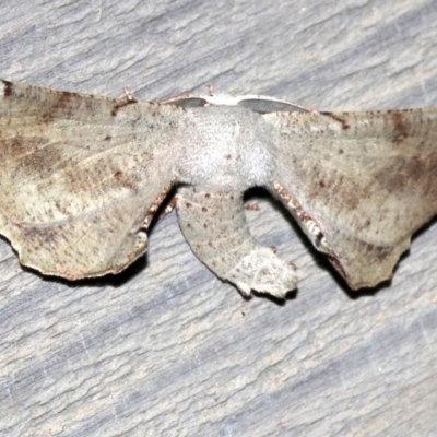 Circopetes obtusata (Grey Twisted Moth) at Rosedale, NSW - 25 Feb 2019 by jbromilow50