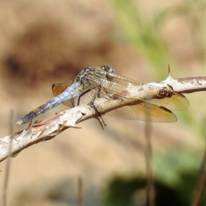 Orthetrum caledonicum at Paddys River, ACT - 4 Mar 2019 11:38 AM