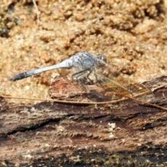 Orthetrum caledonicum at Paddys River, ACT - 4 Mar 2019 11:38 AM