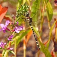 Synthemis eustalacta (Swamp Tigertail) at Paddys River, ACT - 4 Mar 2019 by RodDeb