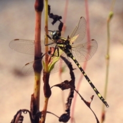 Synthemis eustalacta at Paddys River, ACT - 4 Mar 2019