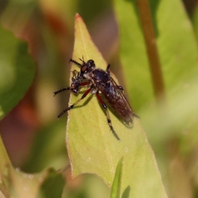 Thereutria amaraca (Spine-legged Robber Fly) at Paddys River, ACT - 4 Mar 2019 by RodDeb