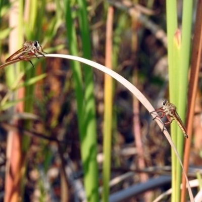 Colepia ingloria (A robber fly) at Paddys River, ACT - 4 Mar 2019 by RodDeb