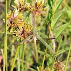 Acrida conica at Paddys River, ACT - 4 Mar 2019