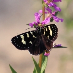 Phalaenoides tristifica (Willow-herb Day-moth) at Paddys River, ACT - 3 Mar 2019 by RodDeb