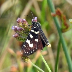 Phalaenoides tristifica at Paddys River, ACT - 4 Mar 2019