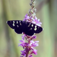 Phalaenoides tristifica at Paddys River, ACT - 4 Mar 2019