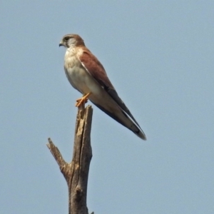 Falco cenchroides at Paddys River, ACT - 4 Mar 2019