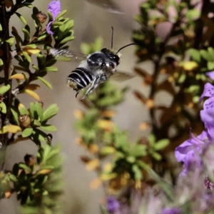 Megachile sp. (several subgenera) at Paddys River, ACT - 6 Mar 2019 06:16 PM