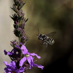 Megachile sp. (several subgenera) at Paddys River, ACT - 6 Mar 2019 06:16 PM