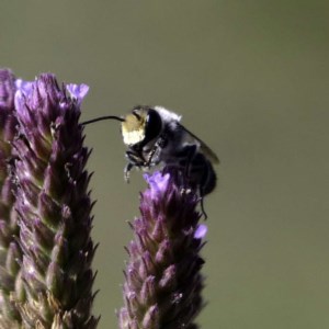 Megachile sp. (several subgenera) at Paddys River, ACT - 6 Mar 2019 06:16 PM