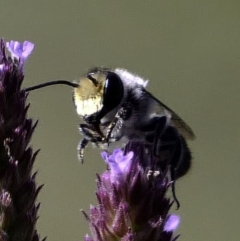 Megachile sp. (several subgenera) at Paddys River, ACT - 6 Mar 2019 06:16 PM