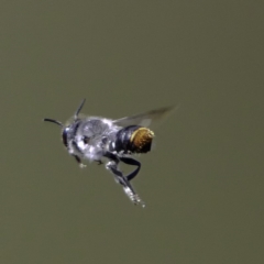 Megachile sp. (several subgenera) at Paddys River, ACT - 6 Mar 2019 06:16 PM