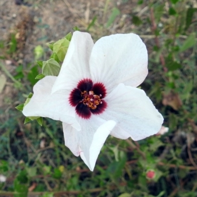 Pavonia hastata (Spearleaf Swampmallow) at Paddys River, ACT - 4 Mar 2019 by RodDeb