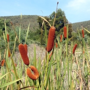 Typha orientalis at Paddys River, ACT - 4 Mar 2019