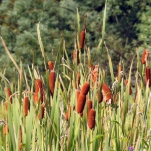 Typha orientalis at Paddys River, ACT - 4 Mar 2019