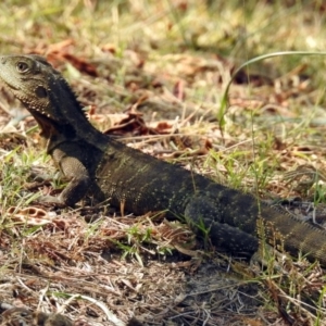 Intellagama lesueurii howittii at Paddys River, ACT - 4 Mar 2019 11:31 AM