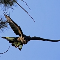 Zanda funerea at Paddys River, ACT - 4 Mar 2019