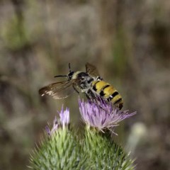 Radumeris tasmaniensis (Yellow Hairy Flower Wasp) at Wayo, NSW - 5 Mar 2019 by DPRees125