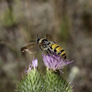 Radumeris tasmaniensis at Wayo, NSW - 5 Mar 2019