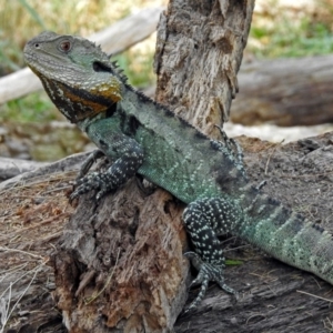 Intellagama lesueurii howittii at Uriarra Village, ACT - 4 Mar 2019 01:06 PM