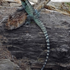 Intellagama lesueurii howittii at Uriarra Village, ACT - 4 Mar 2019 01:06 PM