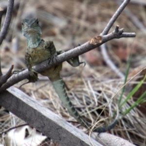 Intellagama lesueurii howittii at Uriarra Village, ACT - 4 Mar 2019