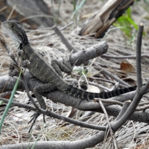 Intellagama lesueurii howittii at Uriarra Village, ACT - 4 Mar 2019 01:06 PM